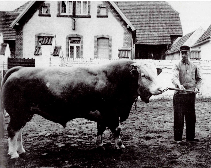 Otto Wambold, der 5. Faselwärter der Gemeinde, bei der Vorführung des Vatertieres in dem gemeindlichen Faselstall.